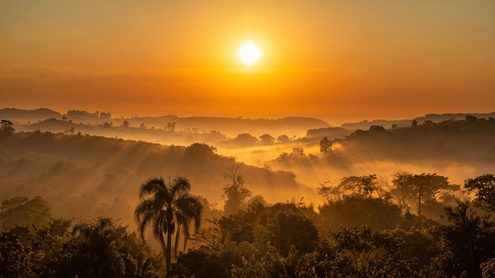 Brazilian Cerrado